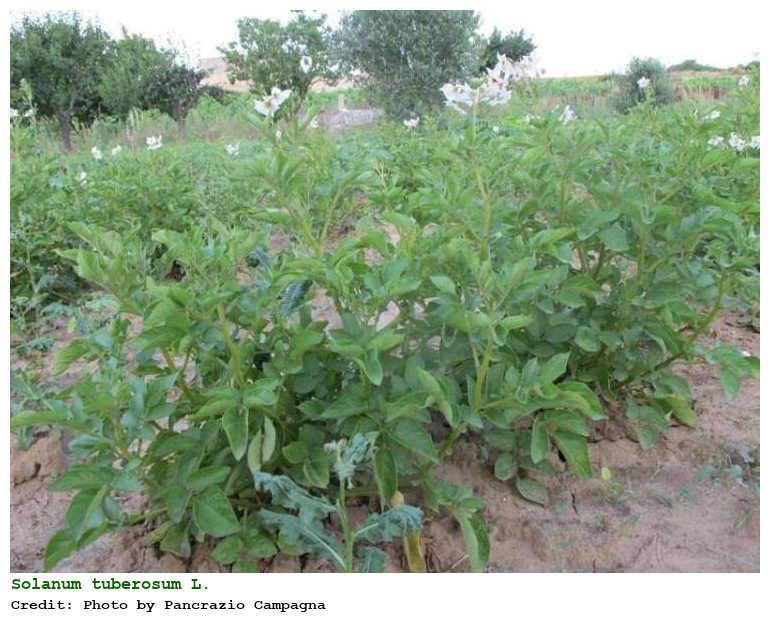 Solanum tuberosum L.